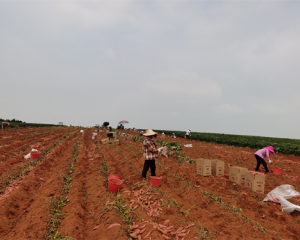 樟树市吴城乡:小小甜红薯 带来新“薯”光