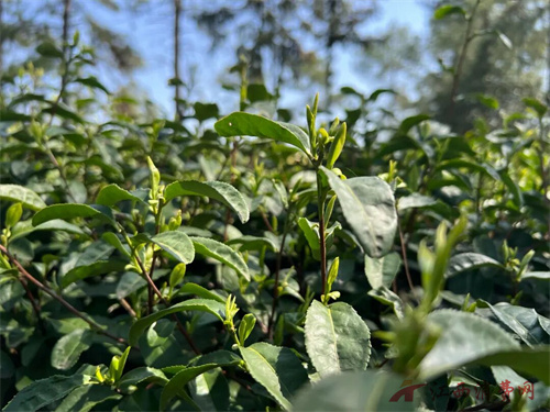 1776149068943890.jpg 640.jpg