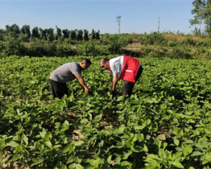 人保财险九江分公司:种豆农户的 “盈利守护者”
