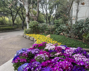 方大特钢3.9万株花卉扮靓“十里钢城”