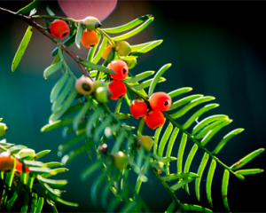 灵山踏春，赏万物共生之美