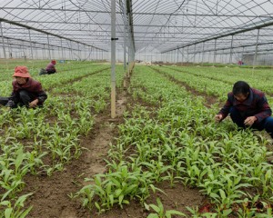 施足惠农“底肥” 金融振兴乡村  建设银行南昌分行不断推进产品和服务创新升级，全力助推春耕备耕