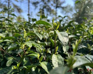 上饶市广信区黄沙岭乡:茶香引客来,古村留客住